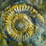 Go to Jurassic Coast’s Kilve Beach to find ammonite fossils up to 24 inches wide